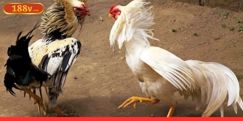Mẹo thắng cược đá gà