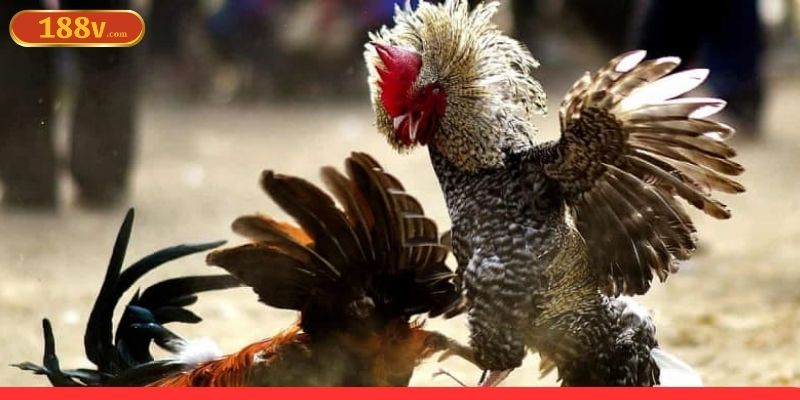 Cân nhắc về thời điểm tấn công