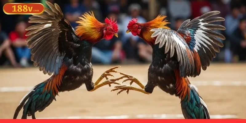 Tuân theo các quy định từ nền tảng