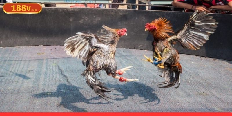 Tìm hiểu tổng quan về thủ thuật đá gà cựa dao